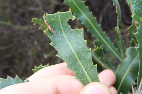 Image of Banksia laevigata by (c) Thomas Mesaglio, some rights reserved (CC BY)