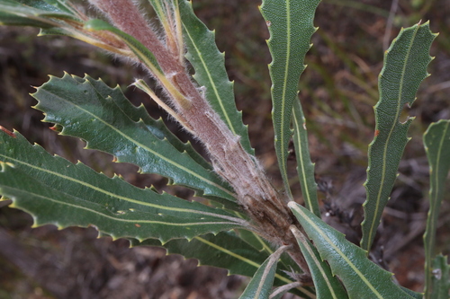 Image of Banksia laevigata by (c) Thomas Mesaglio, some rights reserved (CC BY)