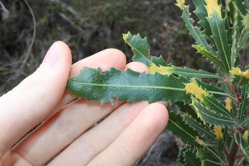 Image of Banksia laevigata by (c) Thomas Mesaglio, some rights reserved (CC BY)