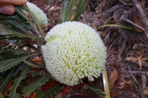 Image of Banksia laevigata by (c) Thomas Mesaglio, some rights reserved (CC BY)