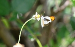 Colotis evagore