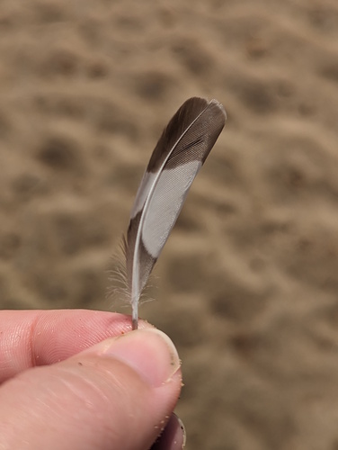 Plume de Chevalier guignette