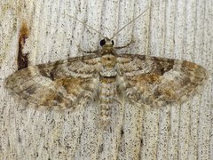 Eupithecia anticaria