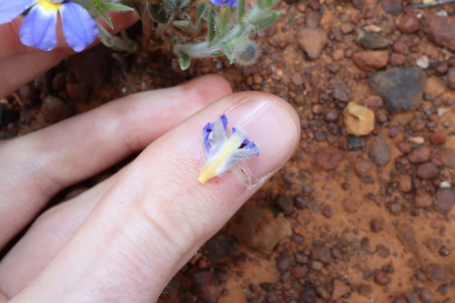 Image of Goodenia incana by (c) Thomas Mesaglio, some rights reserved (CC BY)