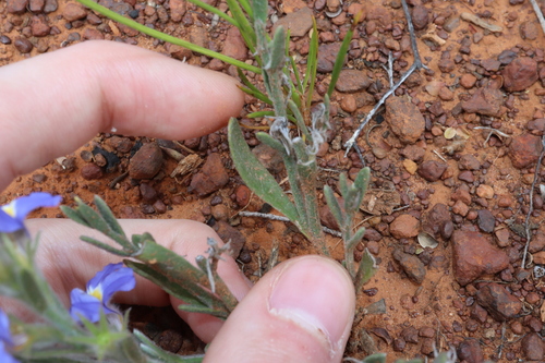 Image of Goodenia incana by (c) Thomas Mesaglio, some rights reserved (CC BY)