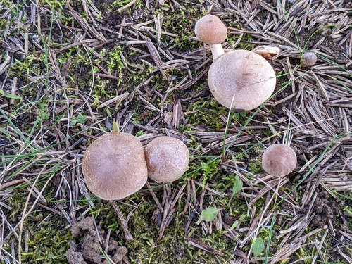 Hebeloma excedens