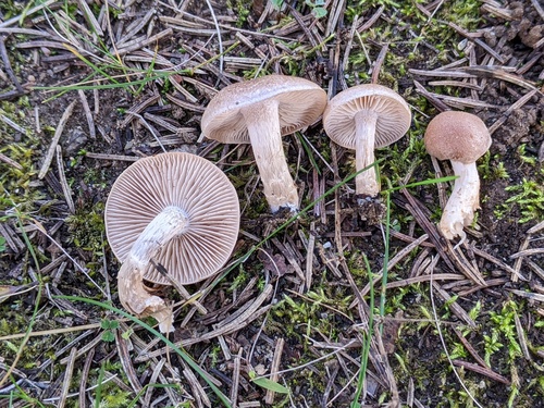 Hebeloma excedens (Photo 2 of 2)