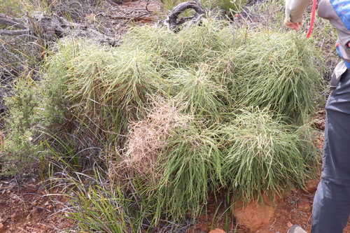 Image of Banksia foliosissima by (c) Thomas Mesaglio, some rights reserved (CC BY)