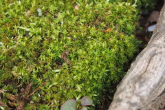 Bryopsida