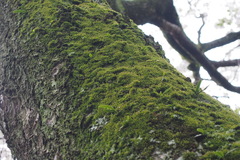 Bryopsida