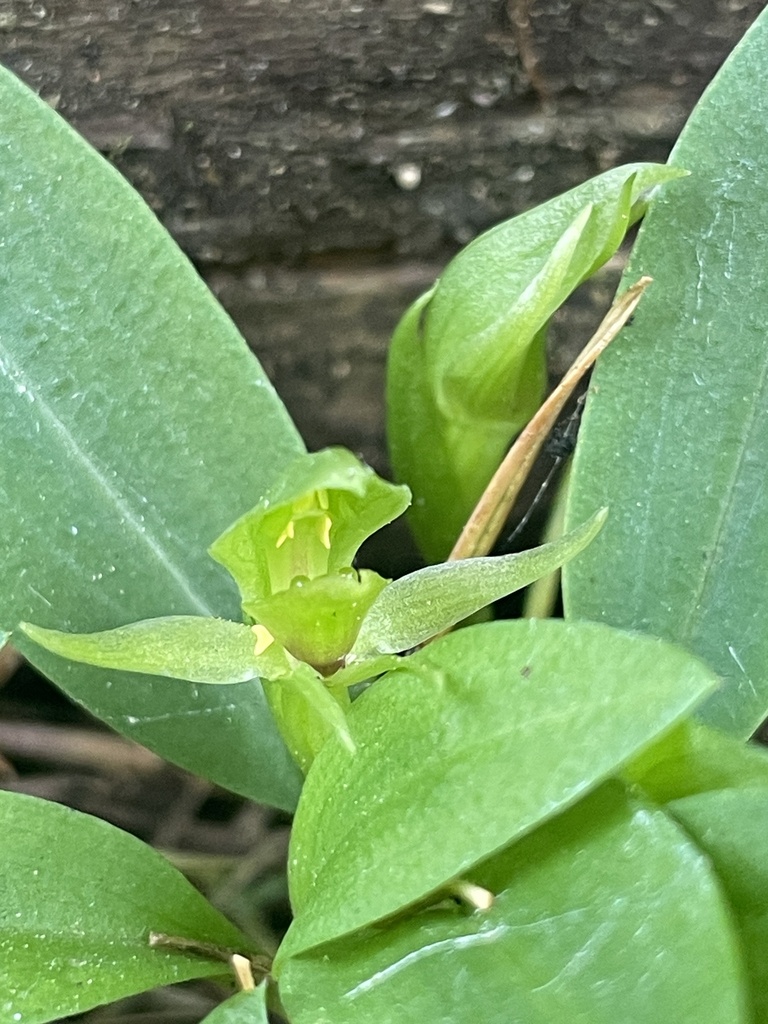 Chiloglottis cornuta