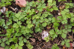 Potentilla hebiichigo