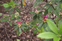Rhododendron × pulchrum