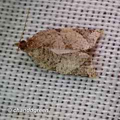 Neocalyptis affinisana
