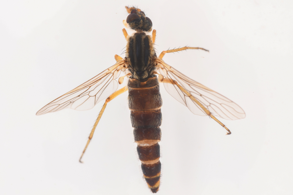 Nebritus pellucidus