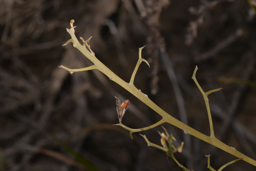 Jacksonia tarinensis