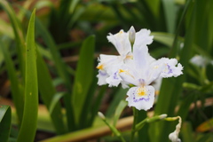 Iris japonica