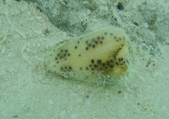 Conus pulicarius