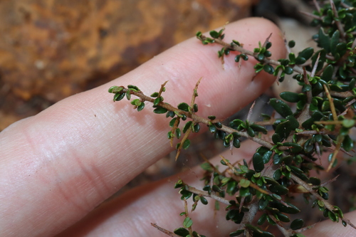 Image of Hovea Acanthoclada (Hovea acanthoclada) by (c) Thomas Mesaglio, some rights reserved (CC BY)