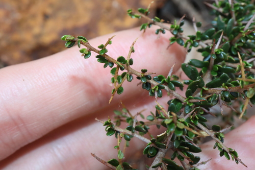 Image of Hovea Acanthoclada (Hovea acanthoclada) by (c) Thomas Mesaglio, some rights reserved (CC BY)