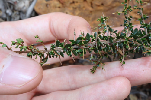 Image of Hovea Acanthoclada (Hovea acanthoclada) by (c) Thomas Mesaglio, some rights reserved (CC BY)