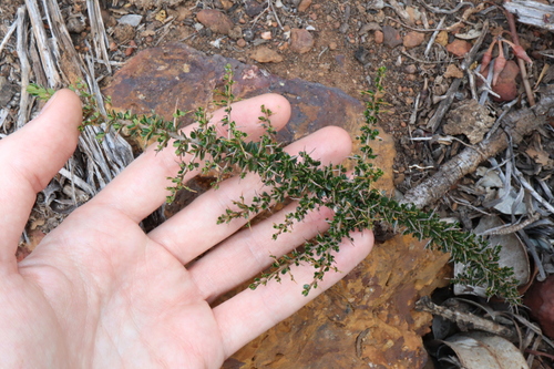 Image of Hovea Acanthoclada (Hovea acanthoclada) by (c) Thomas Mesaglio, some rights reserved (CC BY)
