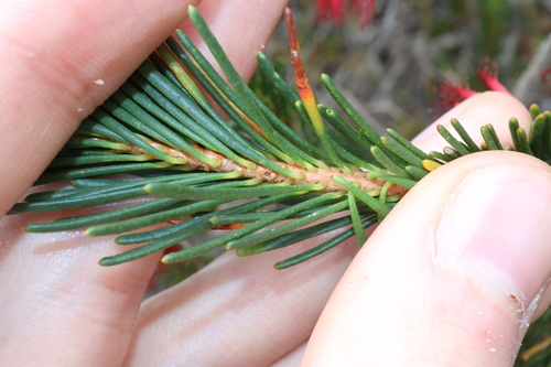 Image of Melaleuca quadrifida by (c) Thomas Mesaglio, some rights reserved (CC BY)