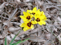 Ixia fuscocitrina