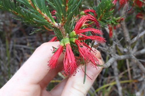 Image of Melaleuca quadrifida by (c) Thomas Mesaglio, some rights reserved (CC BY)