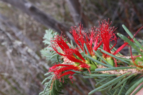 Image of Melaleuca quadrifida by (c) Thomas Mesaglio, some rights reserved (CC BY)