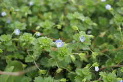 Veronica persica