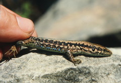 Phoenicolacerta laevis