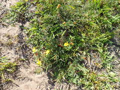 Chamaecrista capensis