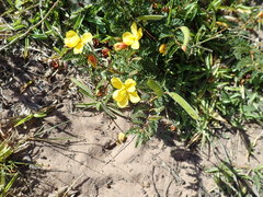 Chamaecrista capensis