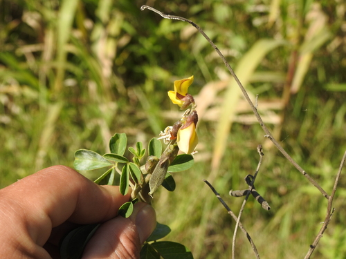 Image of Crotalaria micans by (c) Eduardo Luis Beltrocco, some rights reserved (CC BY)