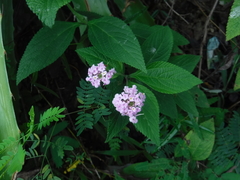 Lantana trifolia