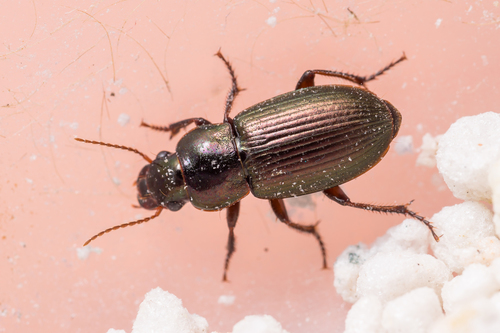 Metallic Harpalus, photo 3 of 10