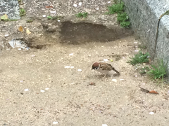 Passer montanus
