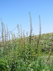 Scrophularia rubricaulis