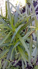 Helianthus simulans