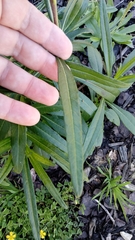 Helianthus simulans