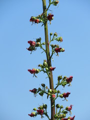 Scrophularia rubricaulis