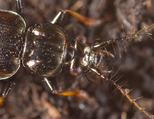 Hairy-horned Springtail-hunter, photo 4 of 10