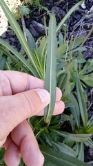 Helianthus simulans
