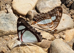 Adelpha iphiclus iphiclus