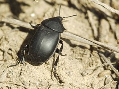 Ablattaria laevigata