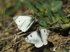 Pontia edusa
