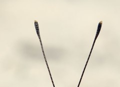 Nymphalis xanthomelas