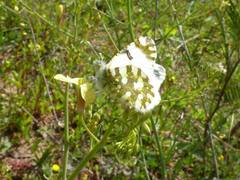 Euchloe ausonia