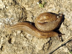 Tandonia kusceri